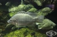 ������� �� ���� ���� ������ �� ��������� ��-�����