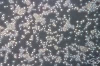 ���������� ����� �� ���������� � ���� ������