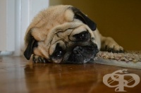 ����� ���� - ����� ��������