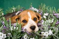 Билкотерапия за... кучета