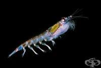 ����� �� ������������� ���� �������� �������, ������ � ��������