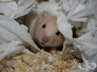 ���������� ��� �� �������