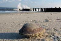 ������ ���� � ���-������������ �������� �� ���������