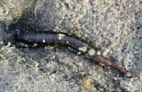 ������ ������ �� ��������� �� ���������� ����