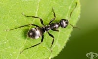 Мравки от вида Formica fusca откриват ракови клетки по миризмата