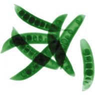 ���� �� ����������� �����������