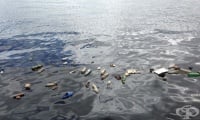 Пластмасовите отпадъци в океана могат да послужат за създаването на антибиотици