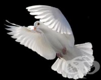 ���-����������� ����� �� ������ ������ �� 114-������� �������