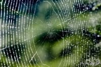 ����� ����������� ������ ������, ���������� �� ������� �� �����