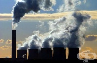 Бактерии в корените на дърветата ни помагат в борбата с въглеродните емисии