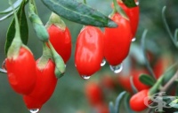 ��� ����� ���� ���� �����������?