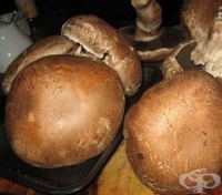 ������ ���� �������� �� ����������