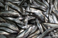 ���� ����� - ����� �� �������� � ������