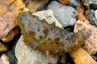 Морска краставица