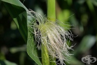 Косата (свила) от царевица потиска апетита