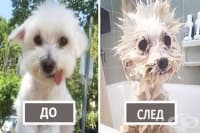 15 забавни снимки на кучета преди и след баня