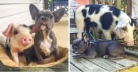 15 снимки на различни животни, които са отглеждани заедно