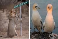 Най-добрите снимки от конкурса за комедийна фотография на животни The Comedy Wildlife 2019