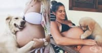 20 кучета, които нямат търпение бебето да се роди