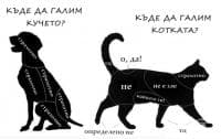 Къде обичат да бъдат галени кучето и котката?