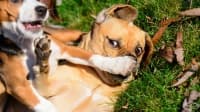 Вижте снимките от първия конкурс за най-смешен домашен любимец