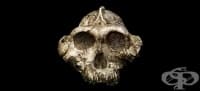 Paranthropus boisei като част от австралопитеките