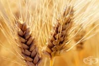 Хранителни продукти със съдържание на глутен