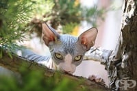 15 всеизвестни животни без козина, които трудно ще разпознаете