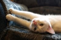 25  ,           ! ( 1 )