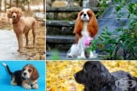 ���-����������� ������ ������ �� ����������