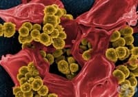 12  ,    ,         2