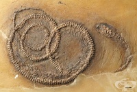 ������������ ������� ����� �� ����, ����� �����, ���� ��������