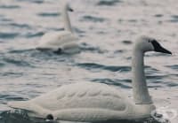 Роботи под формата на лебеди проверяват качеството на питейната вода в Сингапур