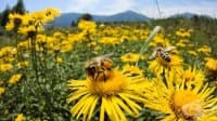 Световната популация на пчелите продължава да се топи