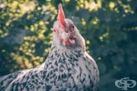 ���� ��������� ����� �� ����� � �������� �����