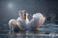 Съвместимост между зодиите – Телец + Риби