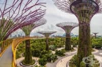     .     Supertree Grove   Cloud Forest