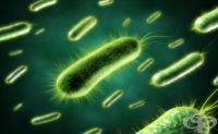 Аеробни спорообразуващи бактерии (Род Bacillus)