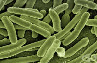 o Enterobacteriaceae