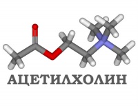 Y13 Отравяне и въздействие на други лекарствени средства, влияещи върху вегетативната нервна система, с неопределени намерения