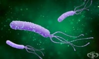 B96.8 Други уточнени бактериални агенти като причина за болести, класифицирани другаде