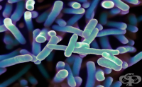 A03.1 Шигелоза, предизвикана от Shigella flexneri