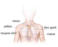 E32 Болести на тимуса