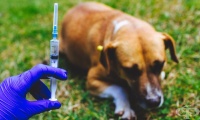 A23.3 Бруцелоза, предизвикана от Brucella canis