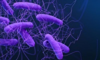 A04.7 �����������, ����������� �� Clostridium difficile