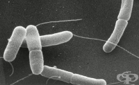 A04.1 Ентеротоксигенна инфекция, предизвикана от Escherichia coli