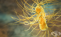 A04.3 Ентерохеморагична инфекция, предизвикана от Escherichia coli