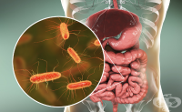 A04.0 Ентеропатогенна инфекция, предизвикана от Escherichia coli