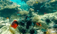 X26 Контакт с отровни морски животни и растения
