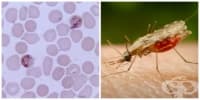 B52 Малария, предизвикана от Plasmodium malariaе